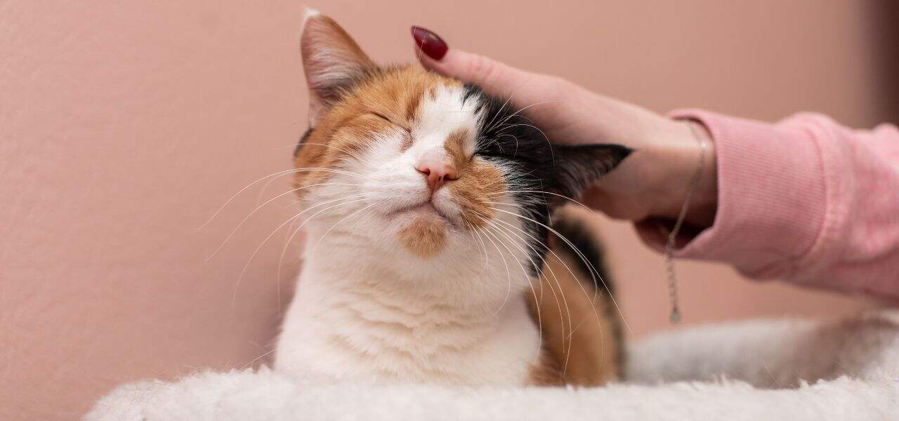 Delco Cat Sitting Blog