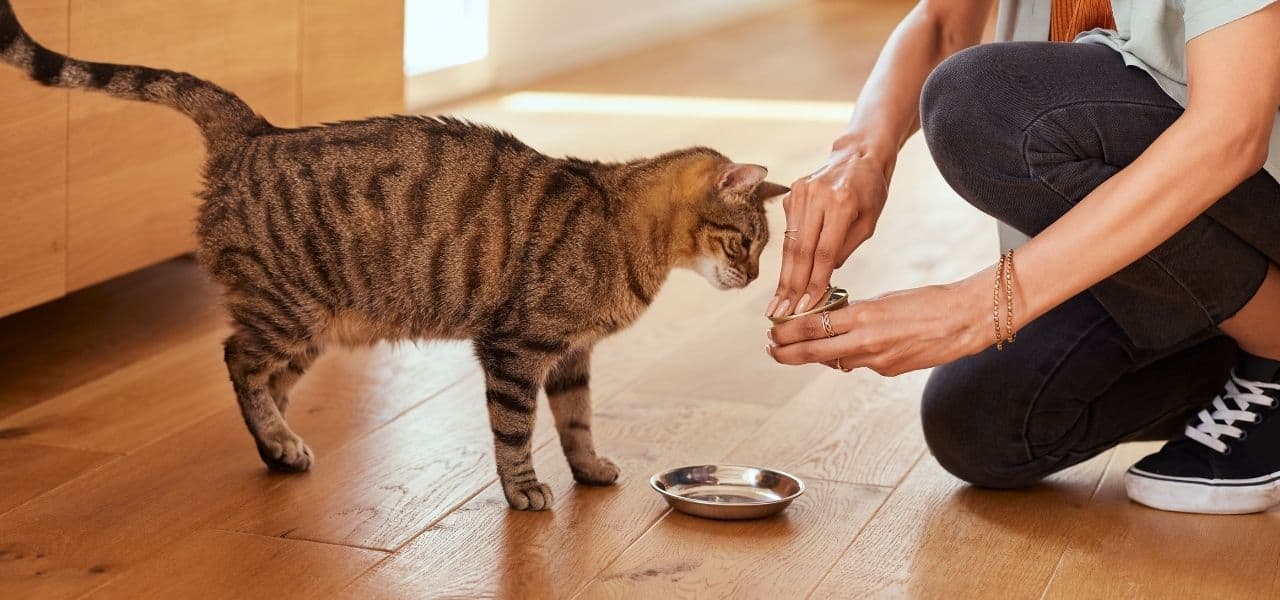 Delco Cat Sitting Cat Sitting Services Delware Couty