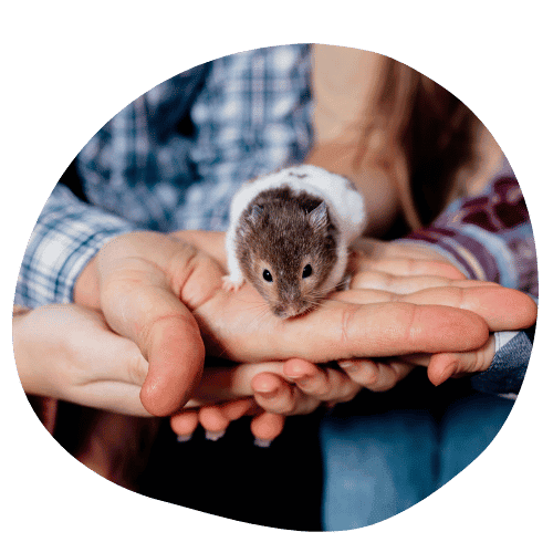 Delco Cat Sitting Small Critters