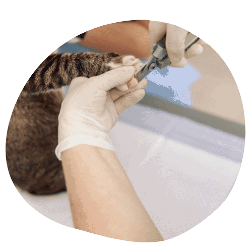 Delco Cat Sitting nail trim