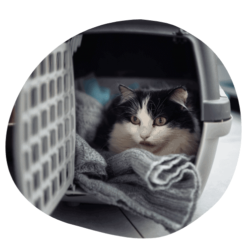 Delco Cat Sitting pet taxi