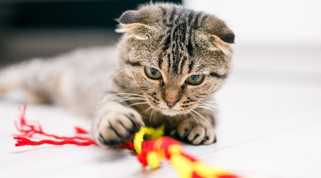From Couch Loaf to Zoomie Pro: The Secret to a Happier Delco Cat