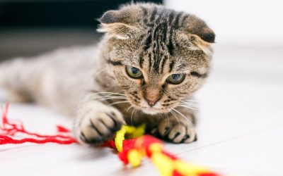 From Couch Loaf to Zoomie Pro: The Secret to a Happier Delco Cat