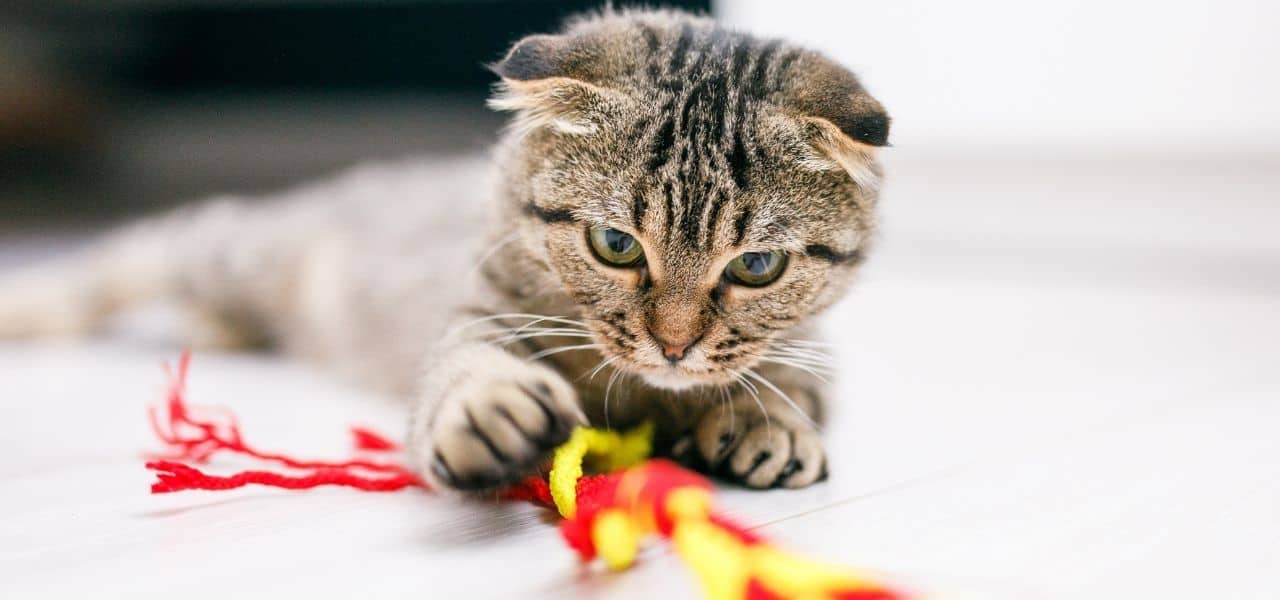 The Importance of Play for Cats and Kittens Kitten playing with toy