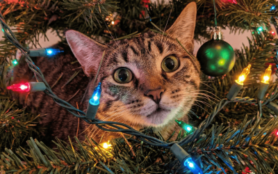 A Very Delco Cat Holiday