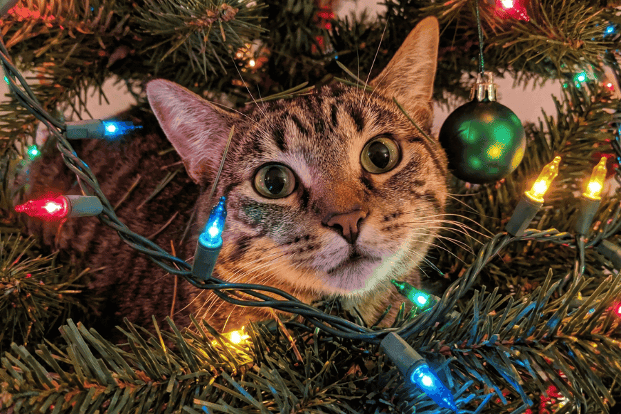 A Very Delco Cat Holiday