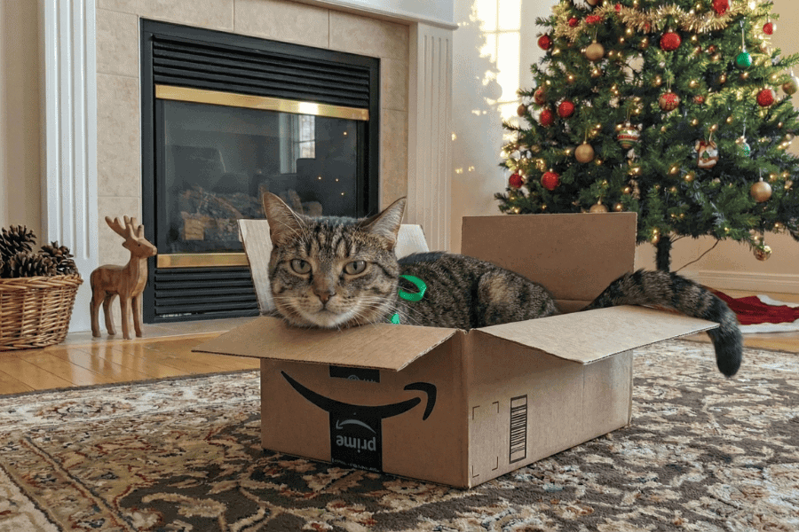 A Very Delco Cat Holiday - Cat in box