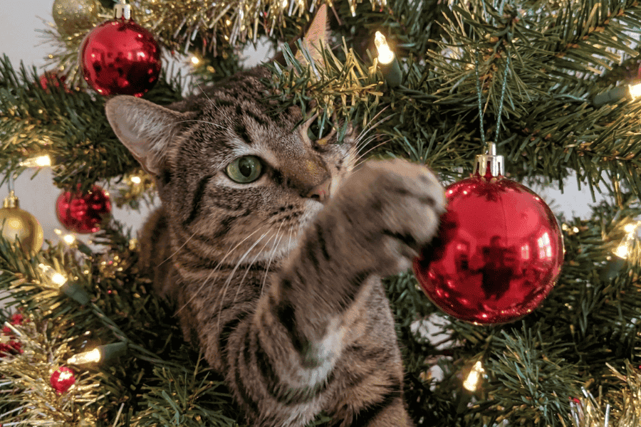 A Very Delco Cat Holiday - Cat playing with Christmas ball (