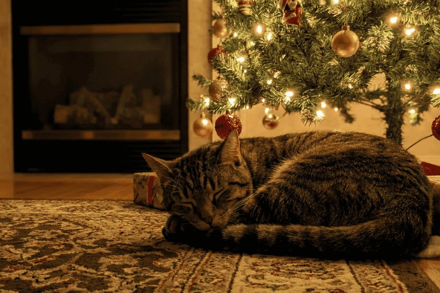 A Very Delco Cat Holiday - Sleeping cat under tree 