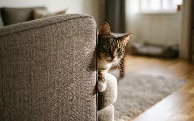 How to Find a Cat Sitter You Can Actually Trust