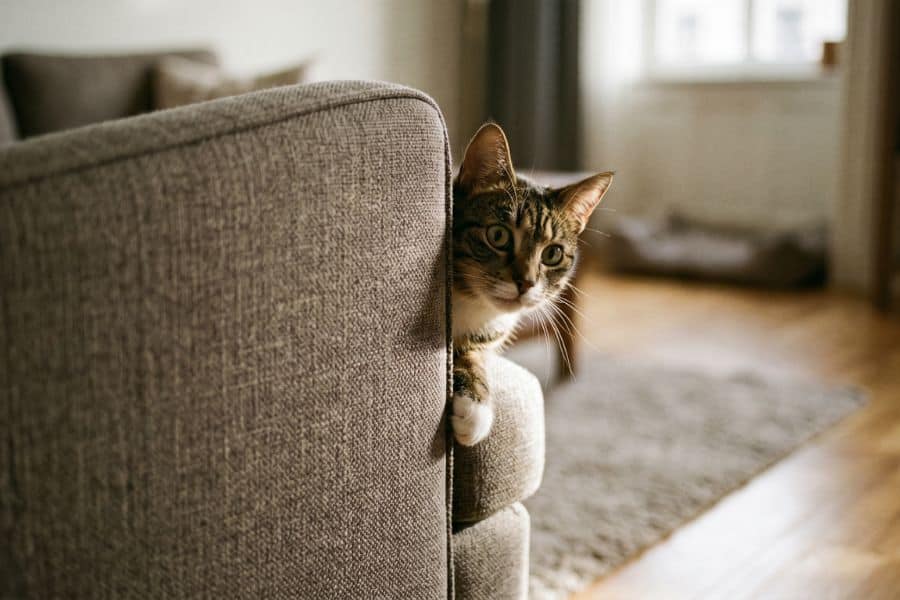 How to Find a Cat Sitter You Can Actually Trust