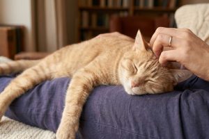 How to Find a Cat Sitter You Can Actually Trust 
